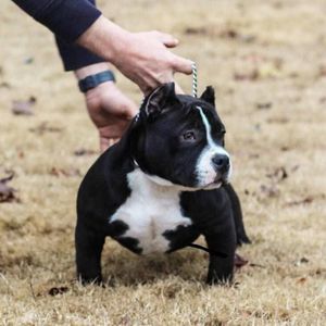 Meet your Posher, Tommy